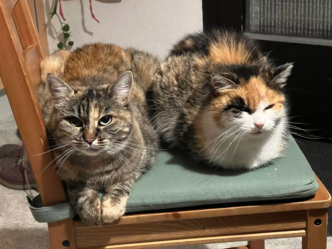Cats